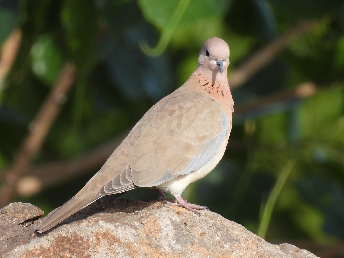 Laughing Dove - ML359325851