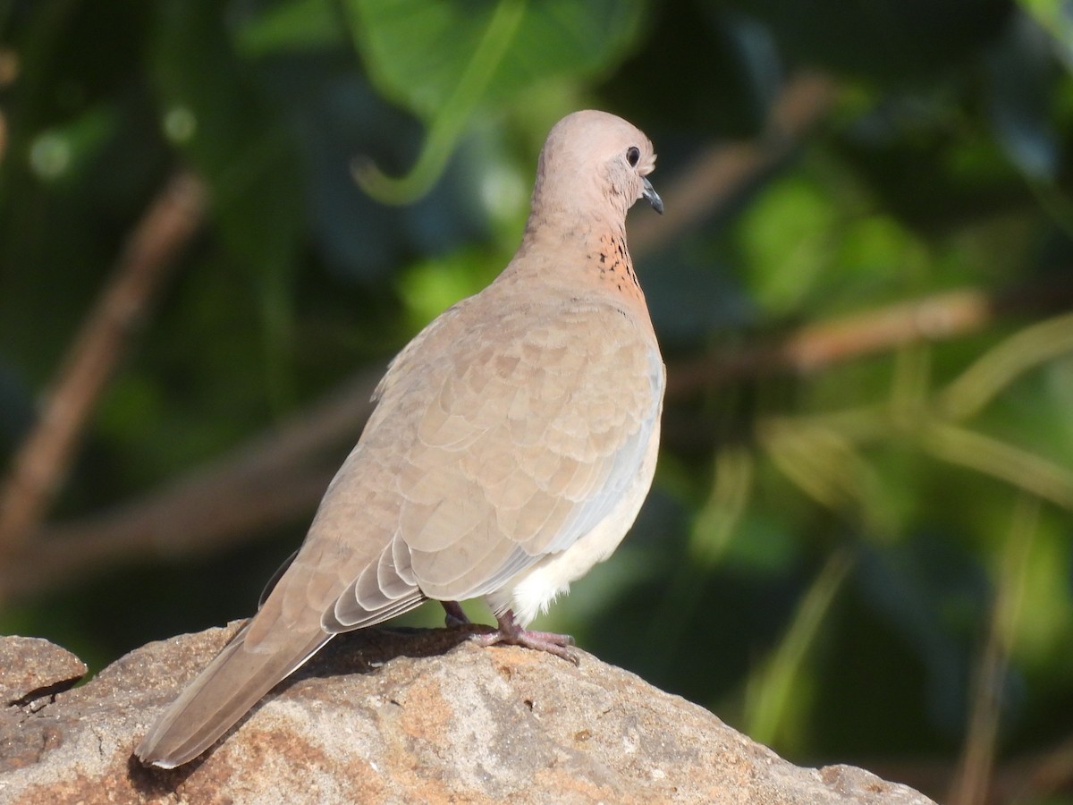 Laughing Dove - ML359325861