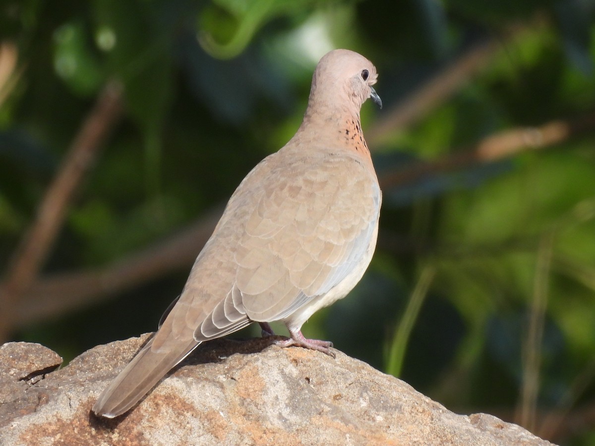 Laughing Dove - ML359325871