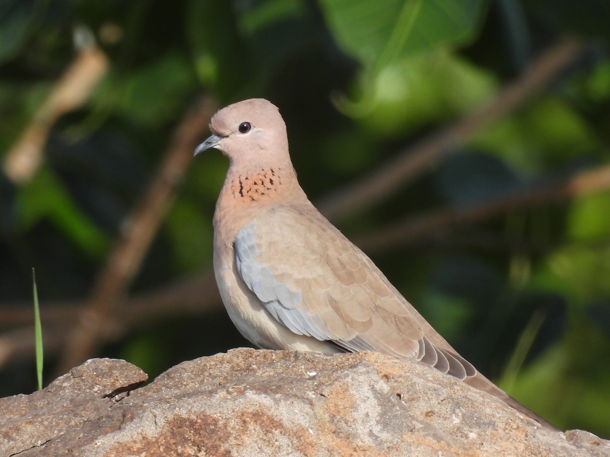 Laughing Dove - ML359325891