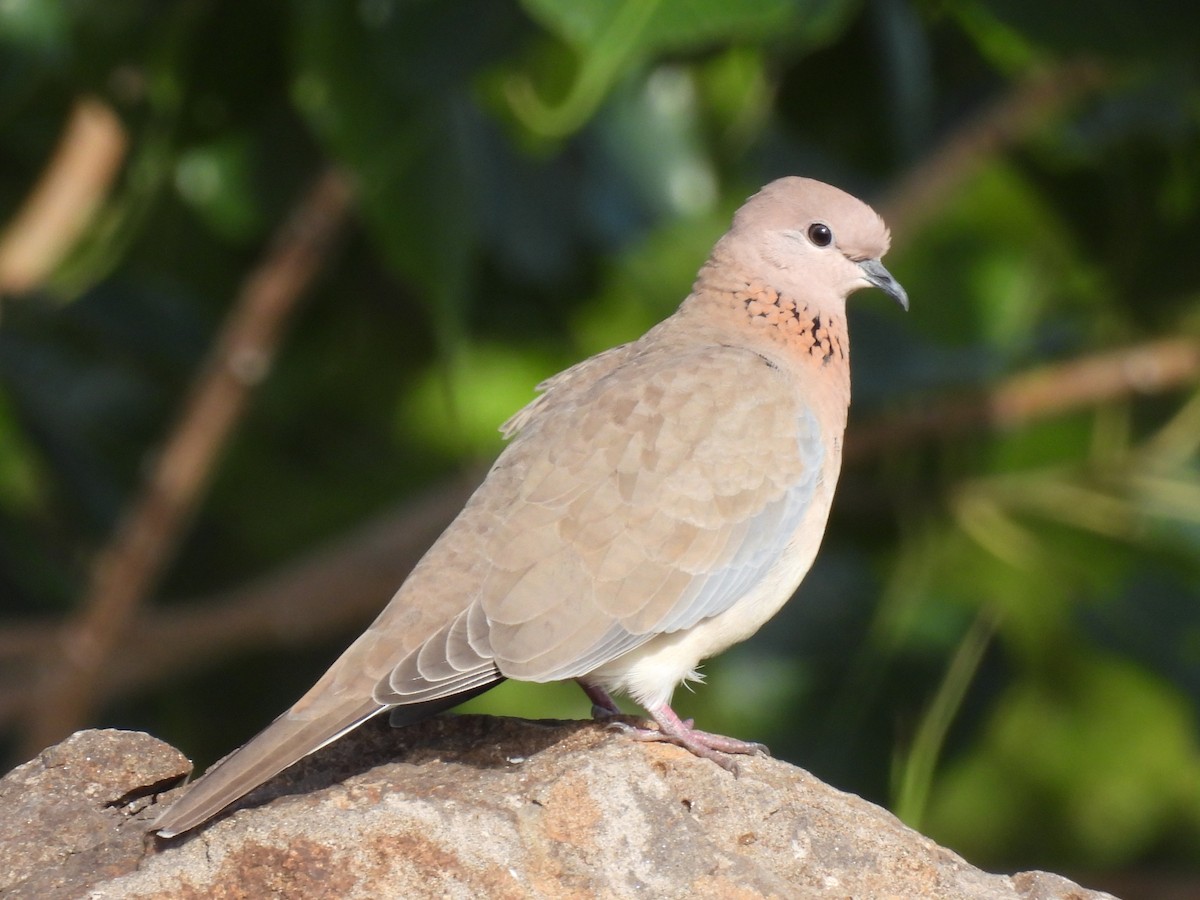 Laughing Dove - ML359325901
