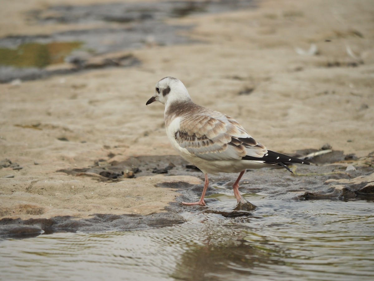 Bonaparte's Gull - André Dionne