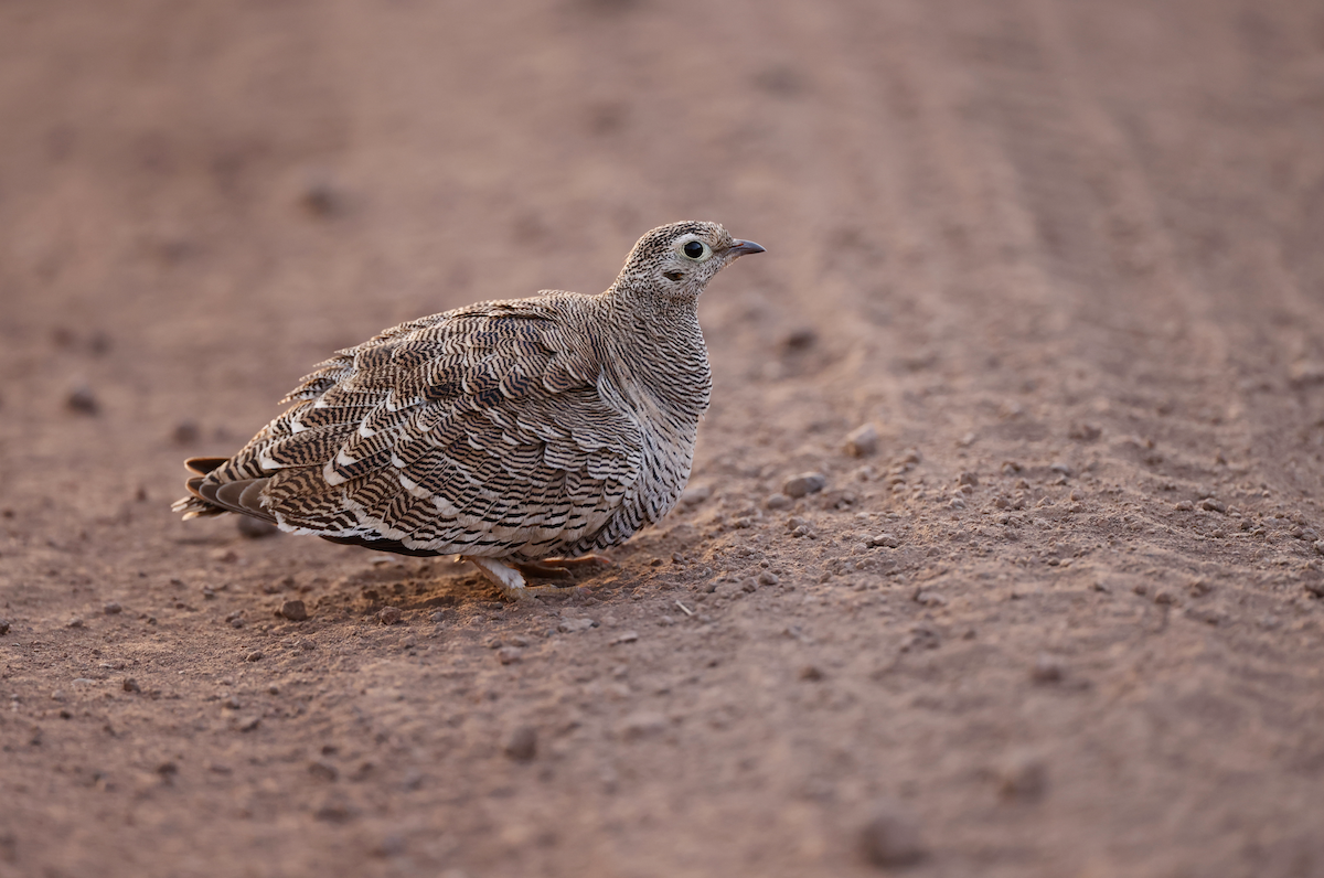 Lichtenstein's Sandgrouse - Matt Bango