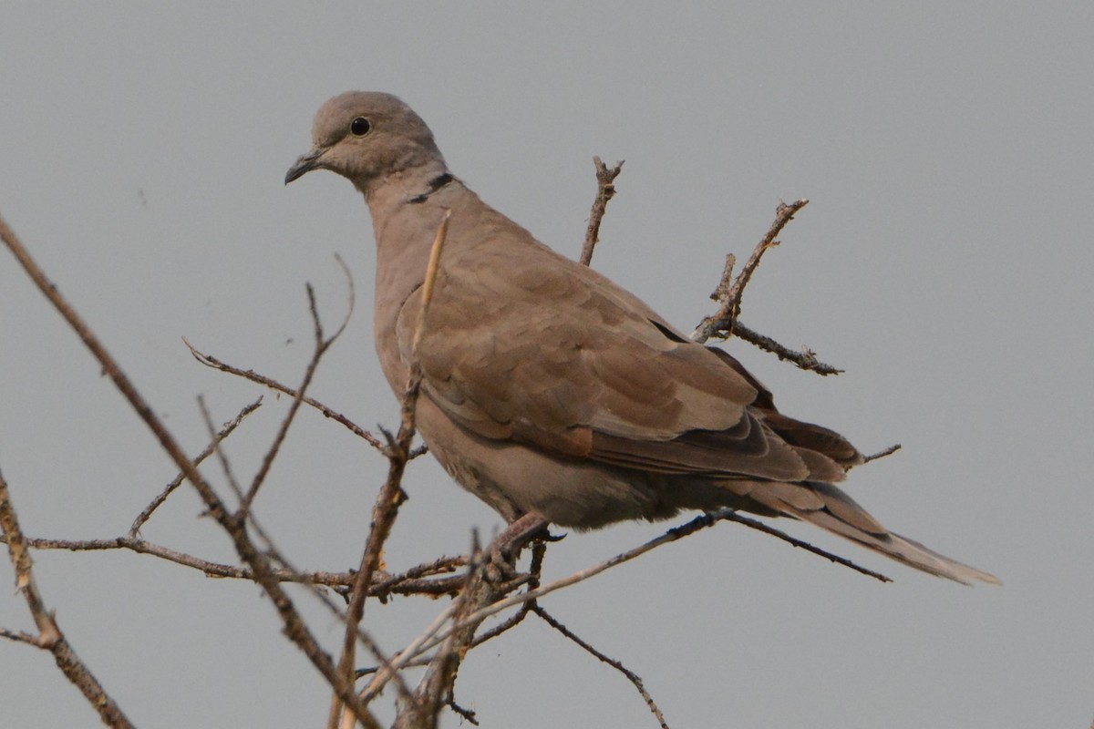 Eurasian Collared-Dove - ML359331801