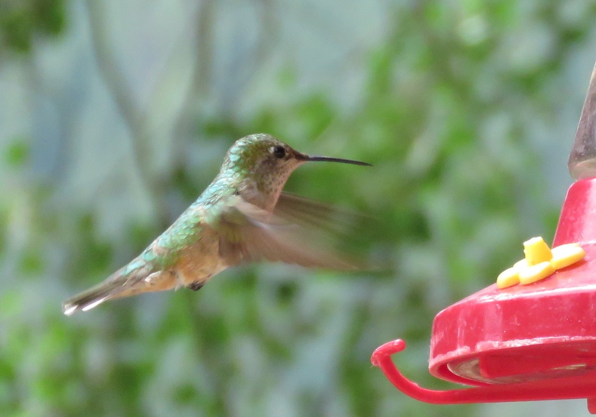 Broad-tailed Hummingbird - ML359332661
