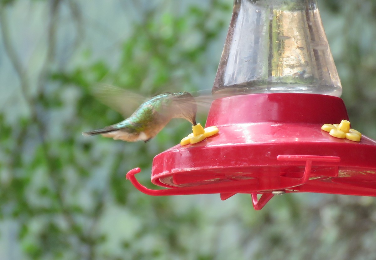 Broad-tailed Hummingbird - ML359332671