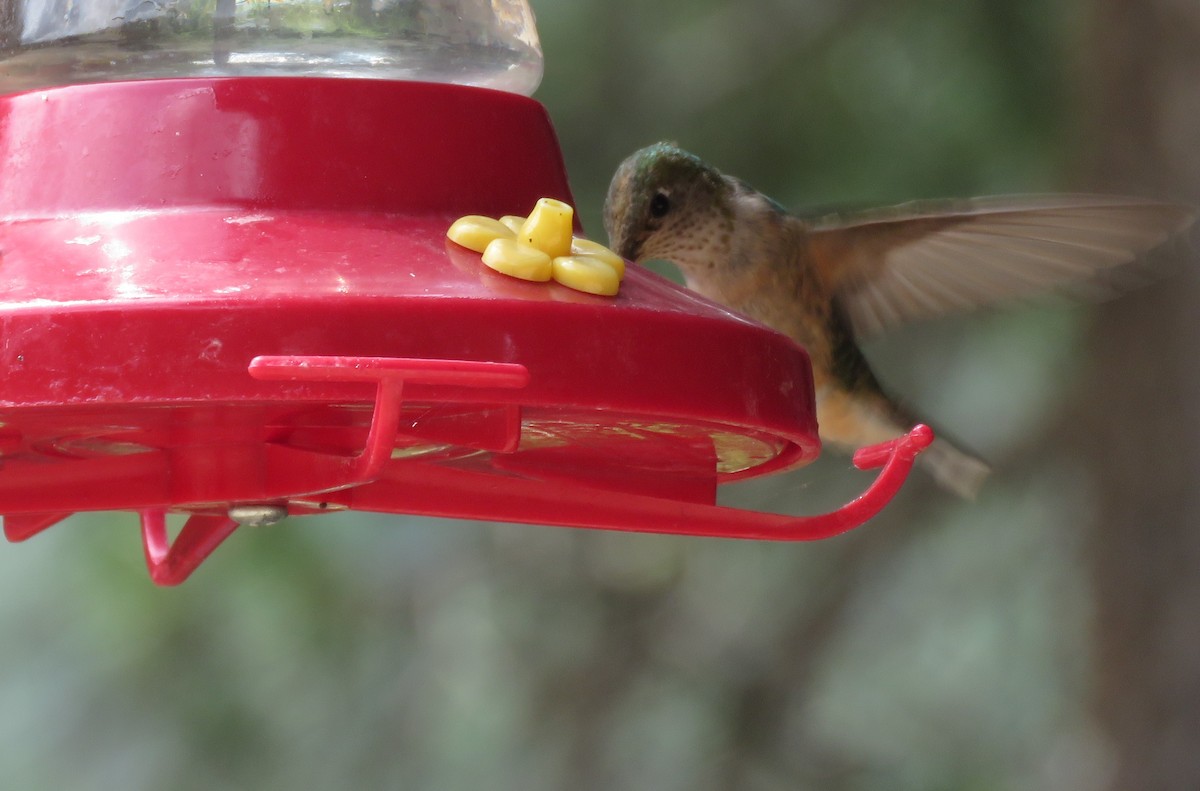 Broad-tailed Hummingbird - ML359332681