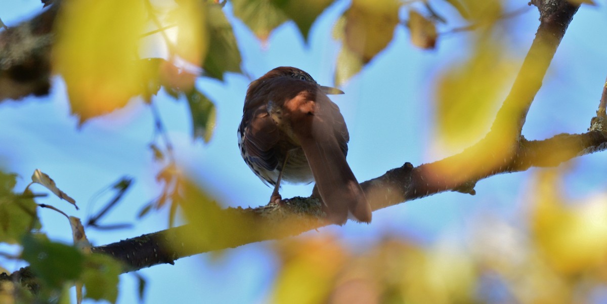 Brown Thrasher - ML35933341