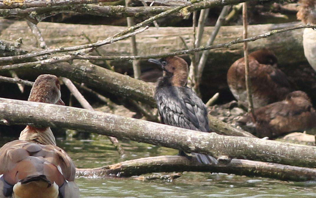 Pygmy Cormorant - ML359333581