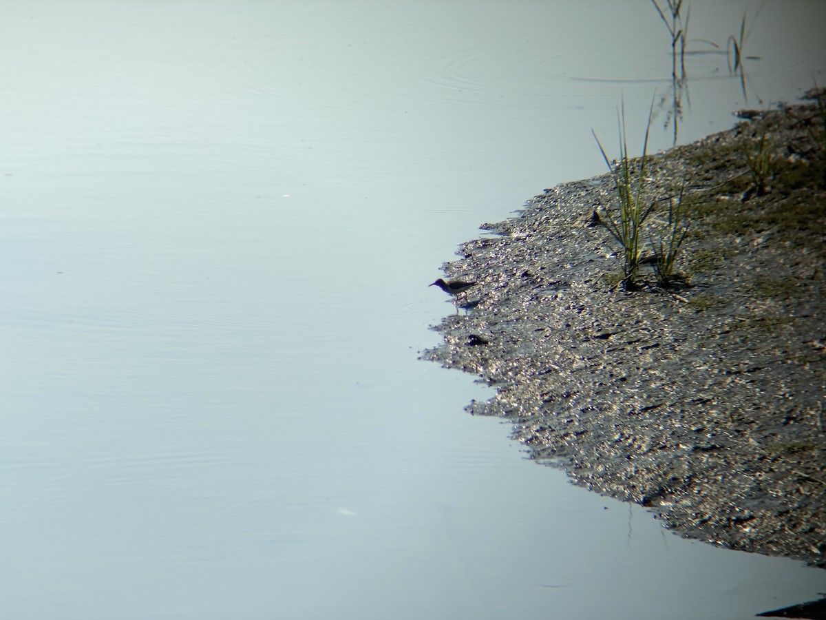 Spotted Sandpiper - ML359334151
