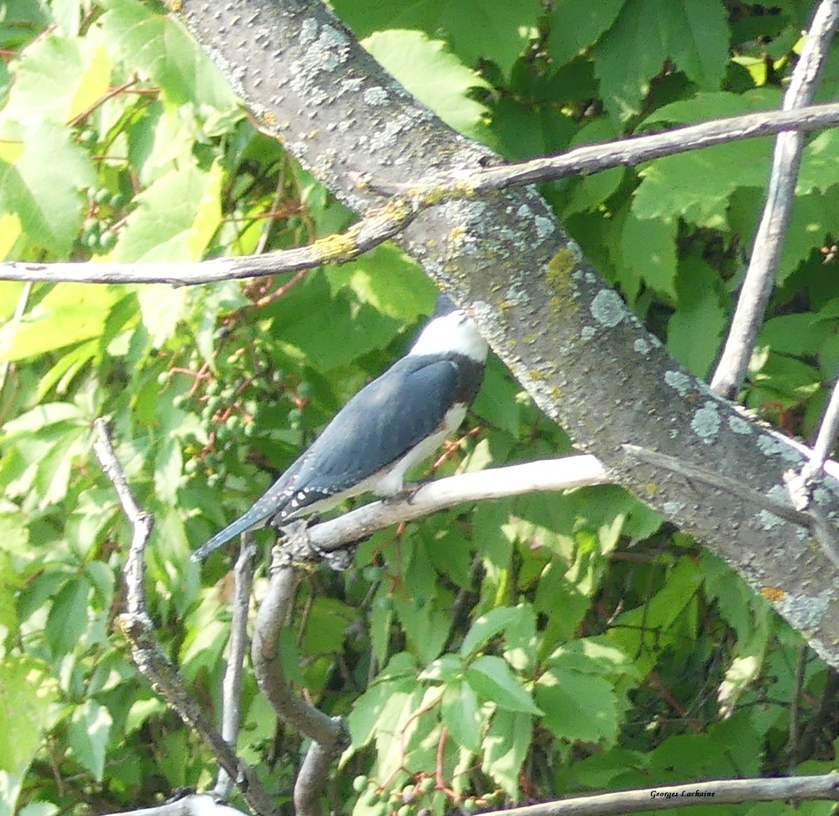 Belted Kingfisher - ML359336921