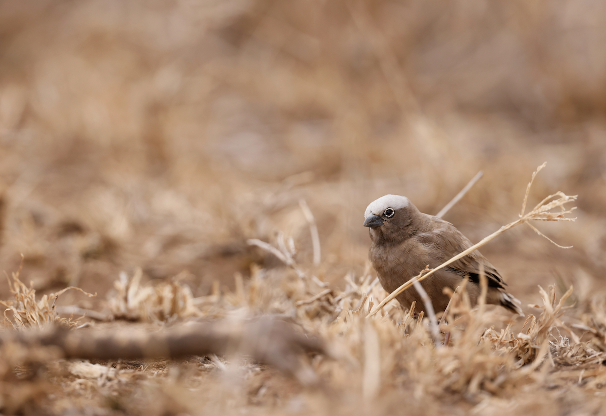 Gray-headed Social-Weaver - ML359338131