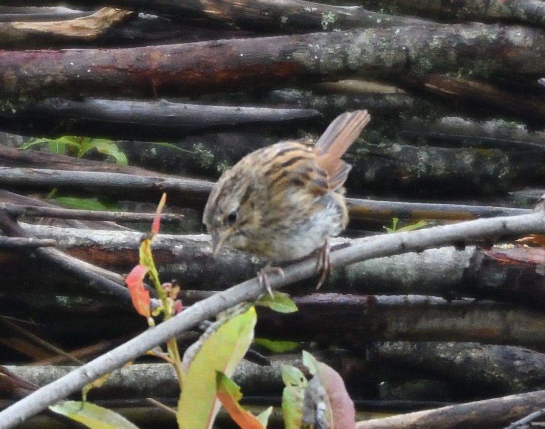 Swamp Sparrow - ML359338281