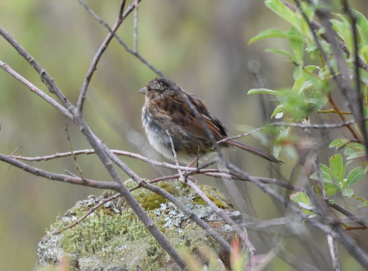 Swamp Sparrow - ML359338361