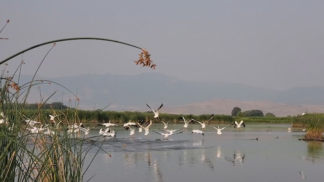 American White Pelican - ML359338451