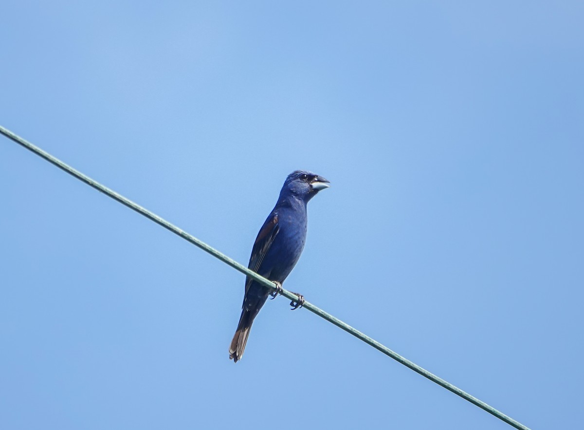Blue Grosbeak - ML359341071