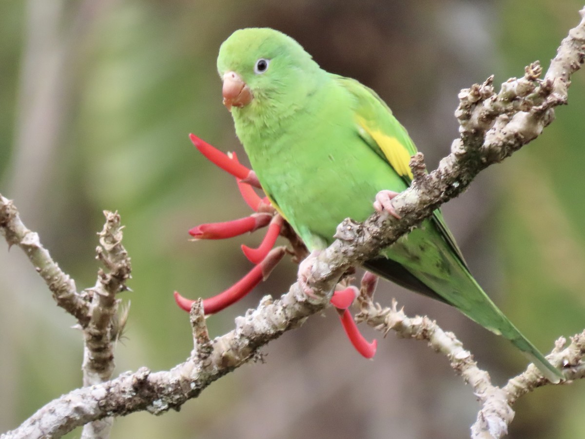 Yellow-chevroned Parakeet - Ines Vasconcelos