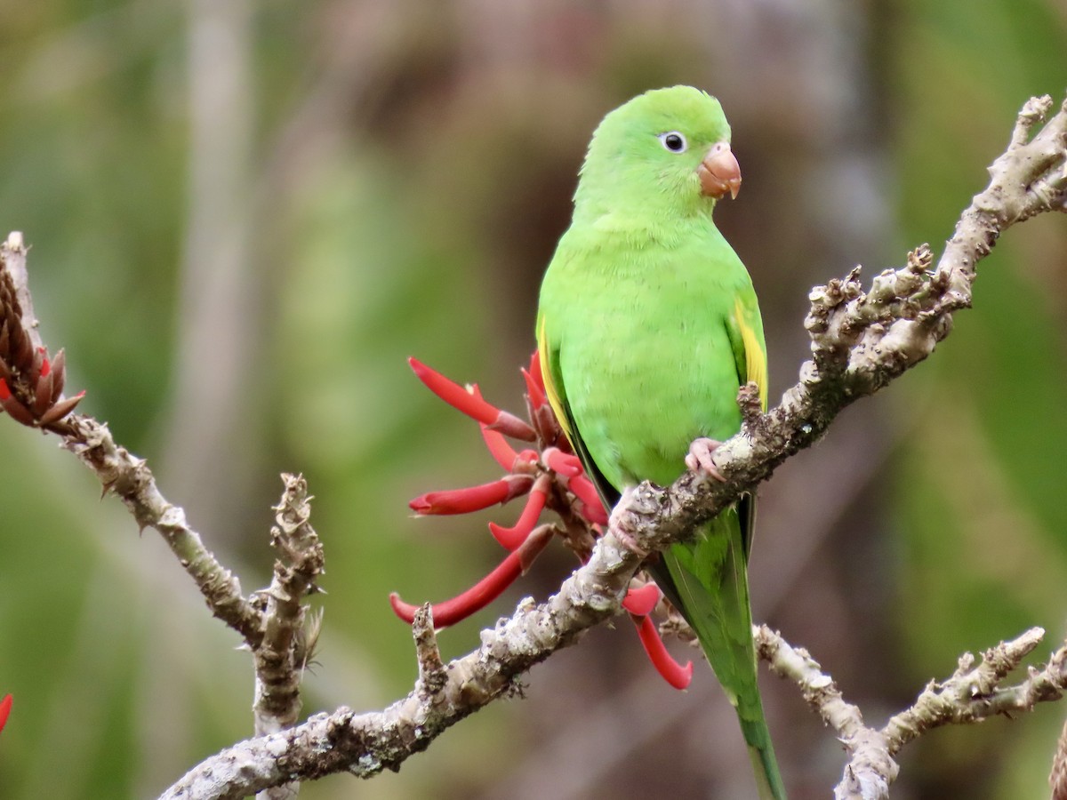 Yellow-chevroned Parakeet - ML359341791