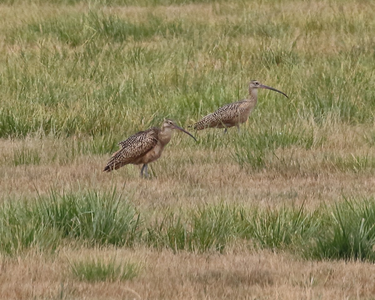 Long-billed Curlew - ML359342001