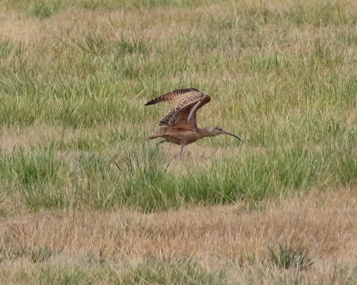 Long-billed Curlew - ML359342031