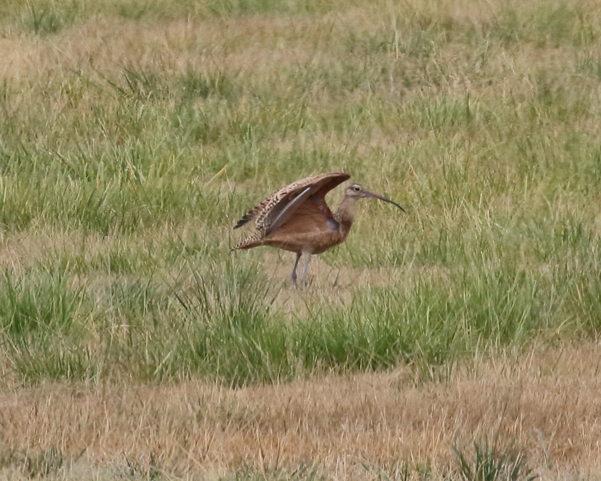 Long-billed Curlew - ML359342061