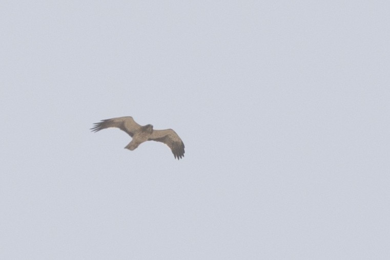 Booted Eagle - ML35934631