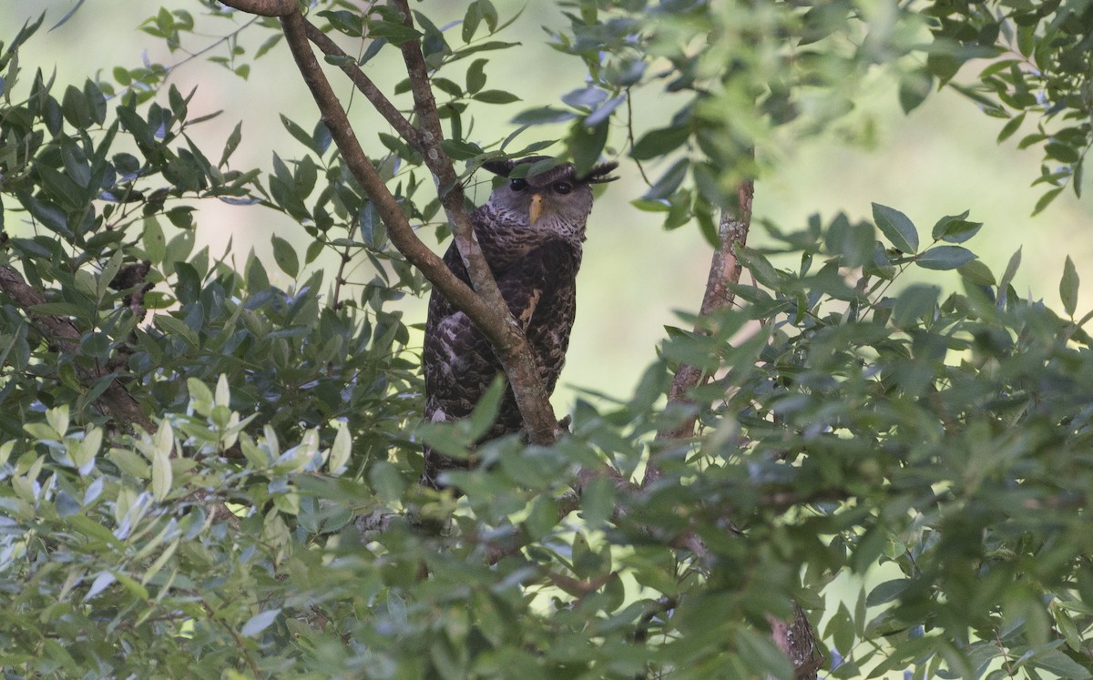 Spot-bellied Eagle-Owl - Tshering Tobgay