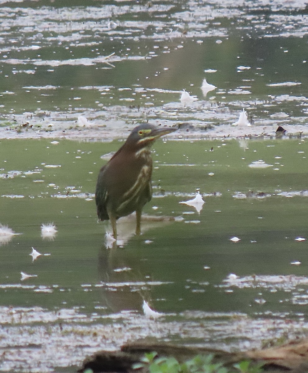 Green Heron - ML359347871