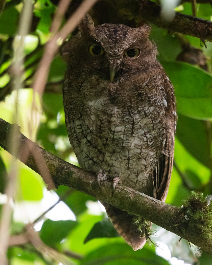 Middle American Screech-Owl (Vermiculated) - eBird
