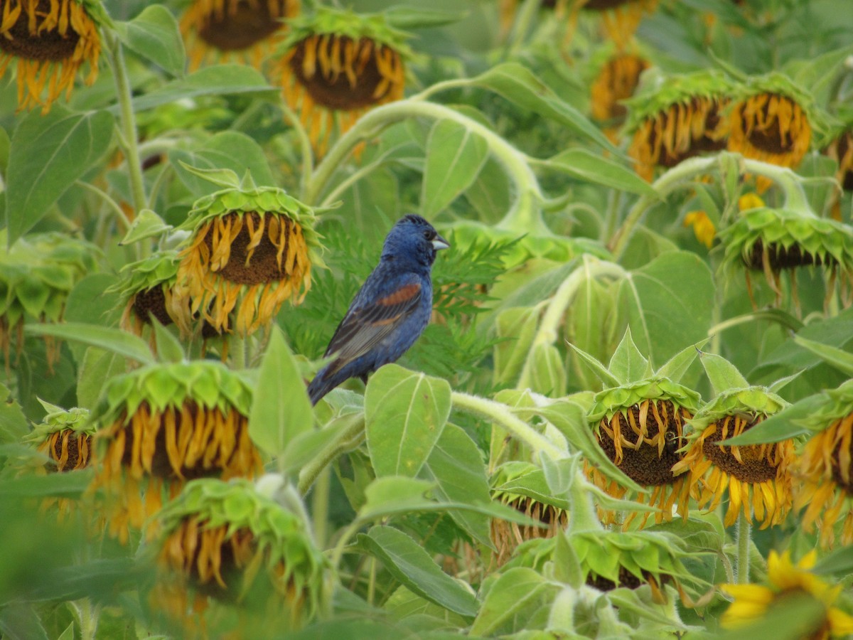 Blue Grosbeak - ML359352251
