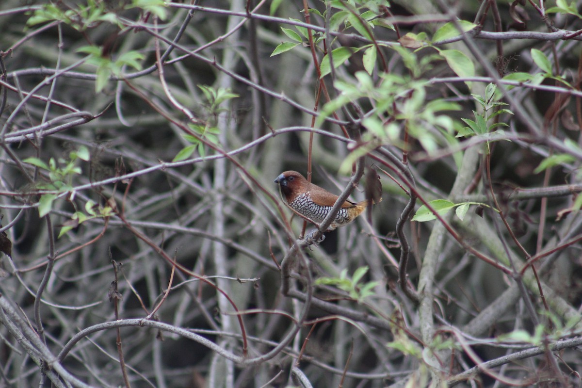 Scaly-breasted Munia - James Mitchell