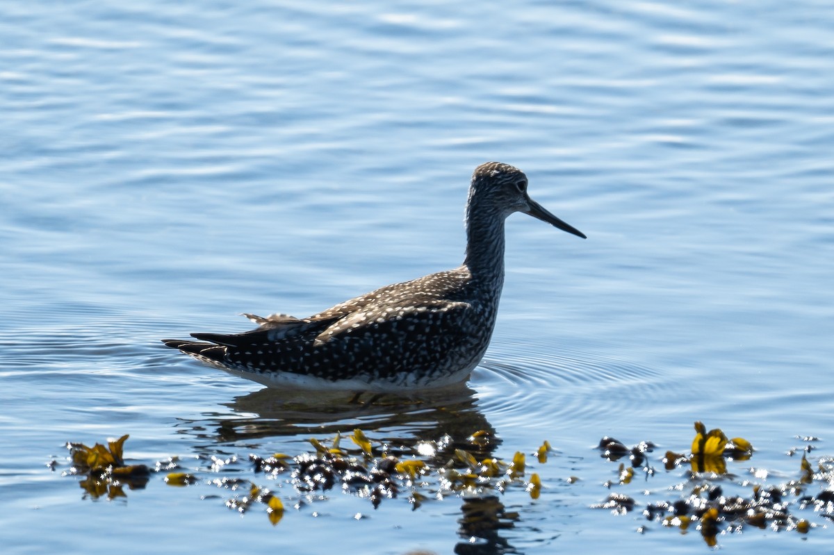 Lesser Yellowlegs - ML359354631