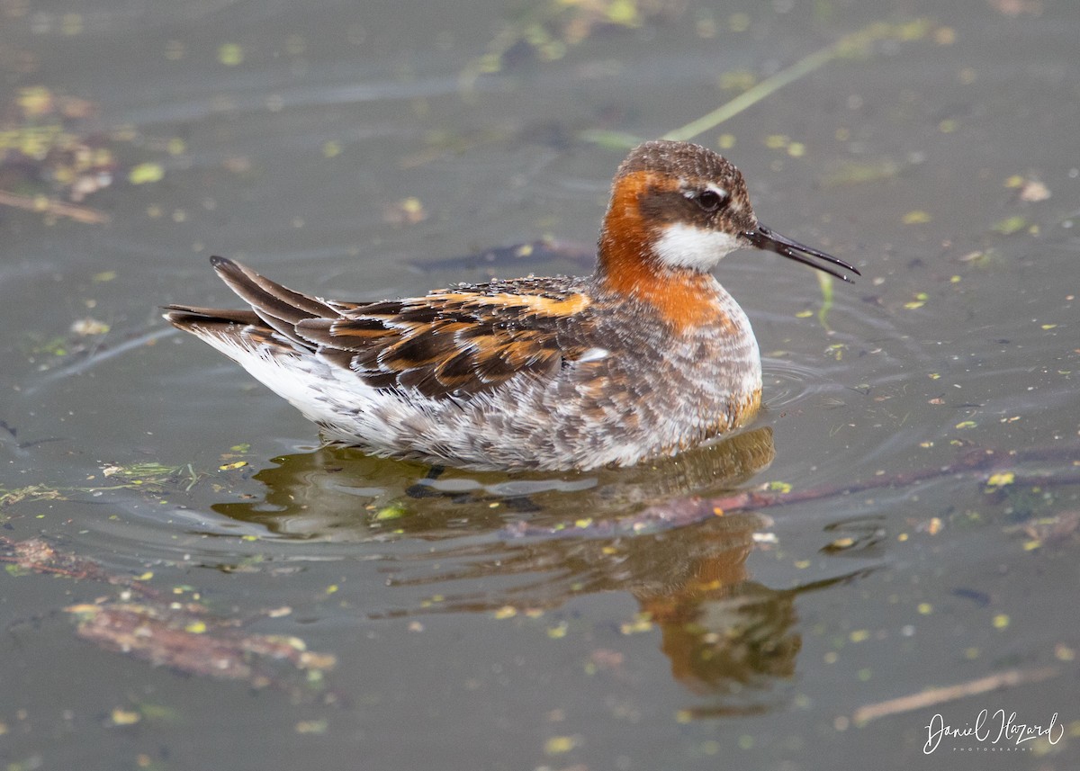 Red-necked Phalarope - Daniel Hazard