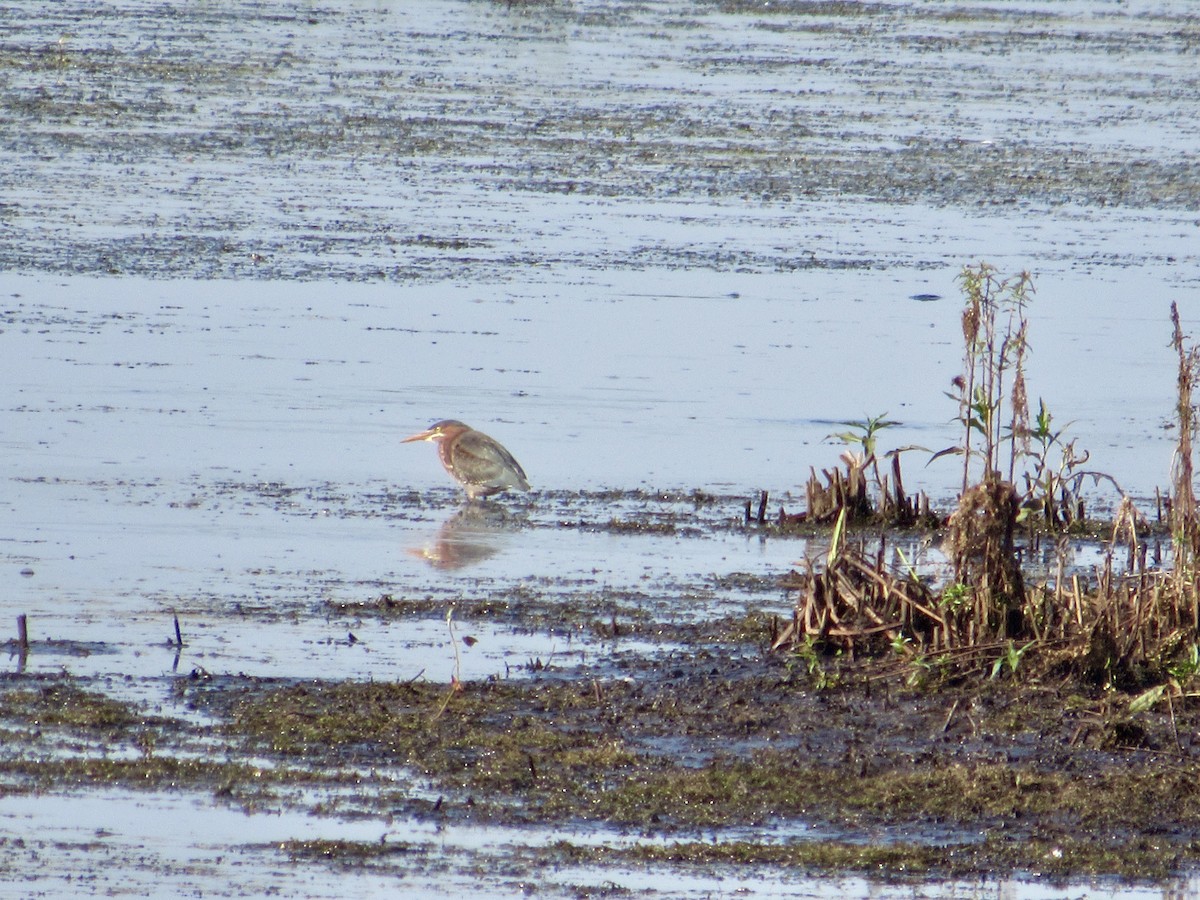 Green Heron - ML359355891