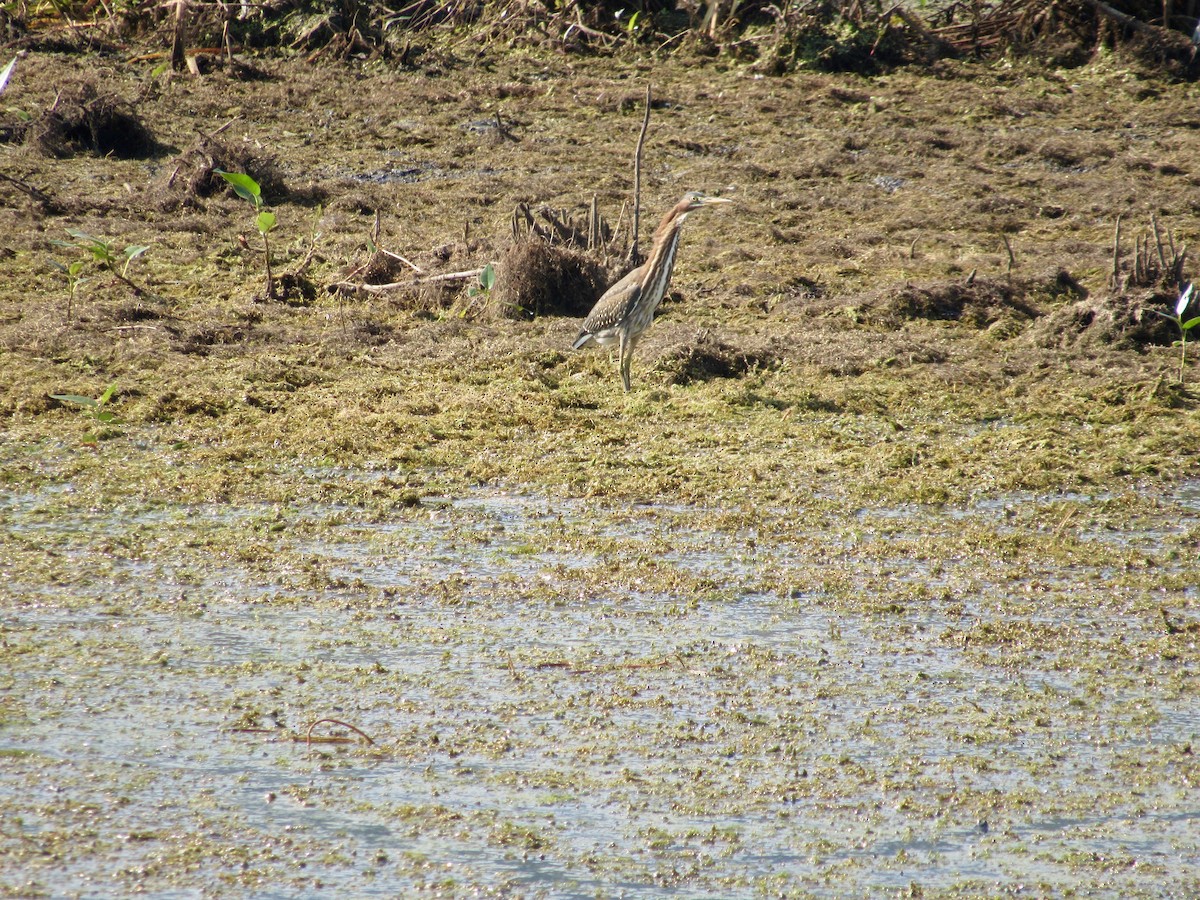 Green Heron - ML359356011