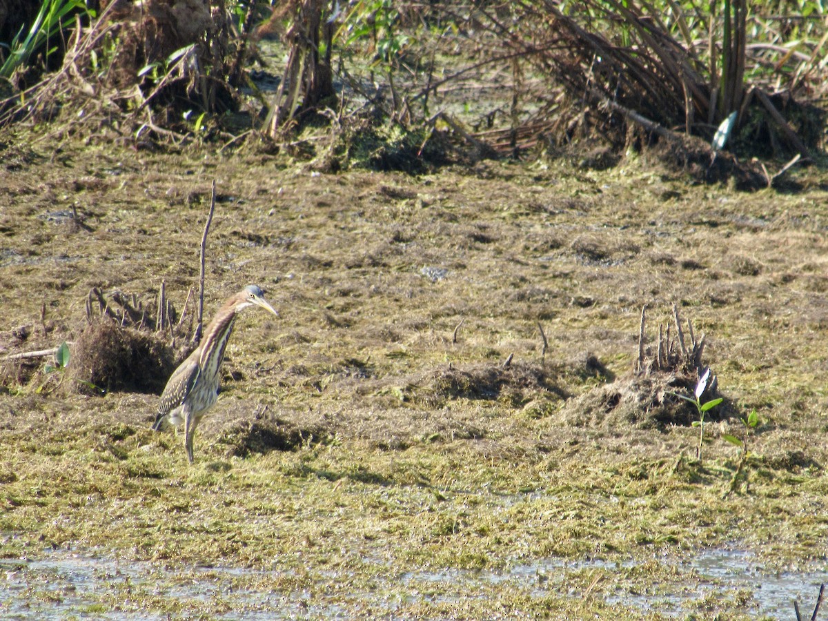 Green Heron - ML359356051