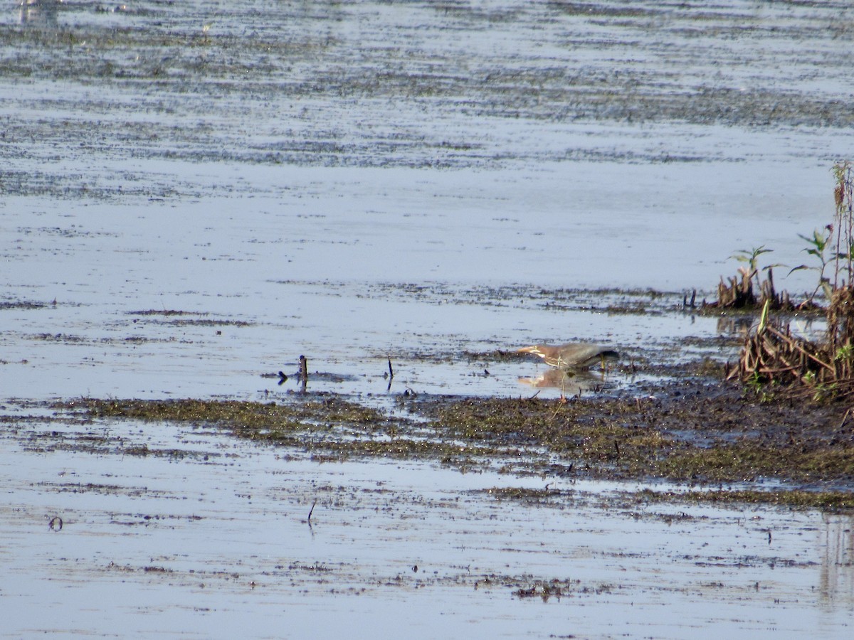 Green Heron - scott baldinger