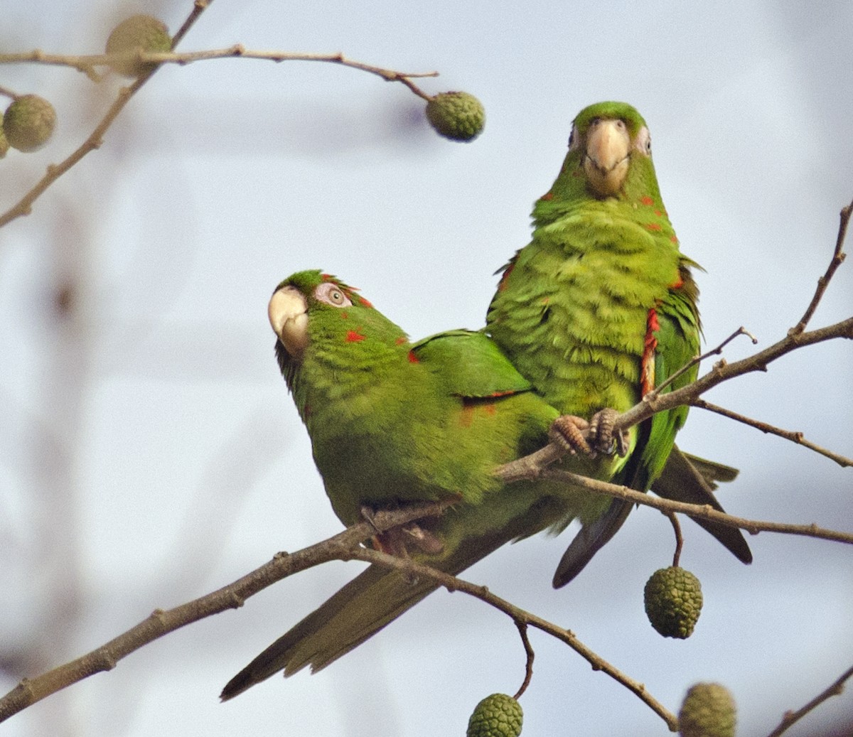 Cuban Parakeet - Joshua Vandermeulen