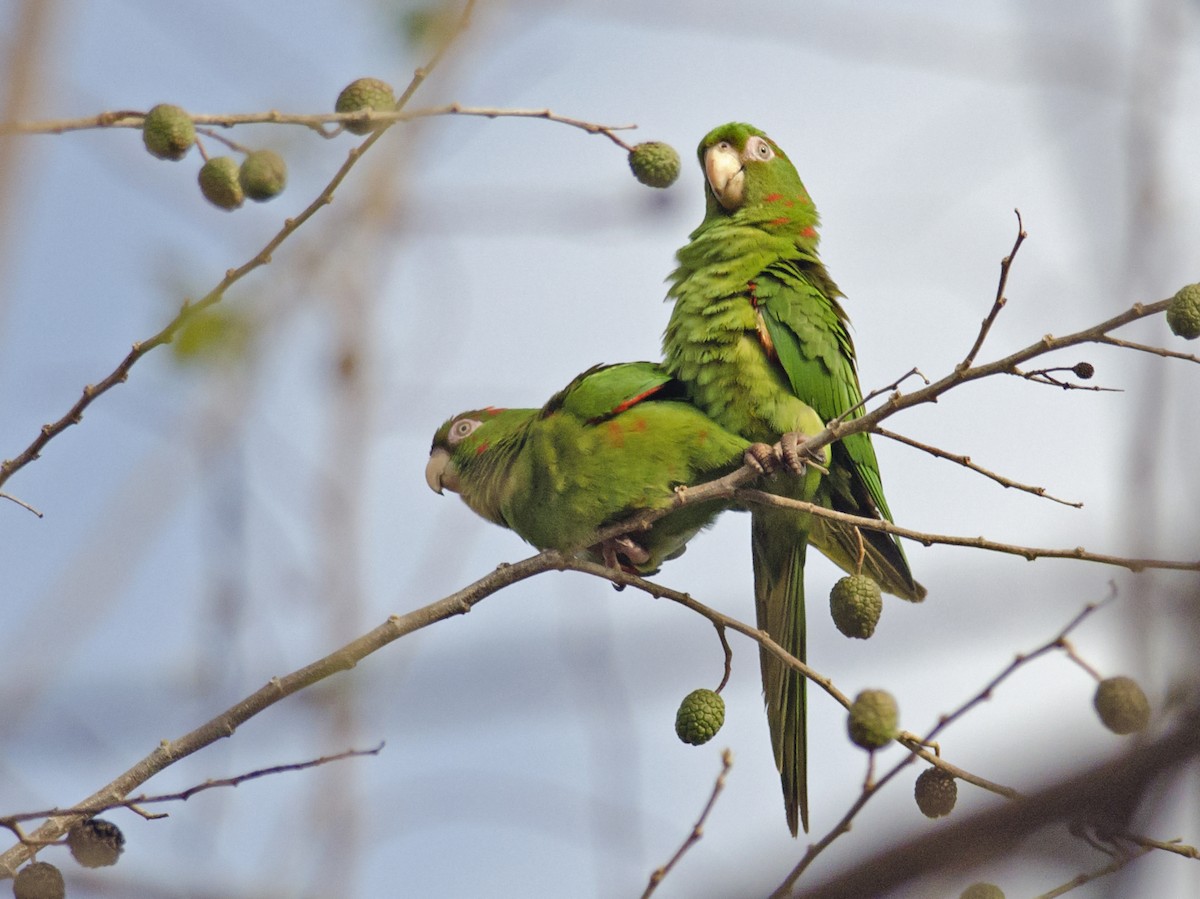 Cuban Parakeet - Joshua Vandermeulen