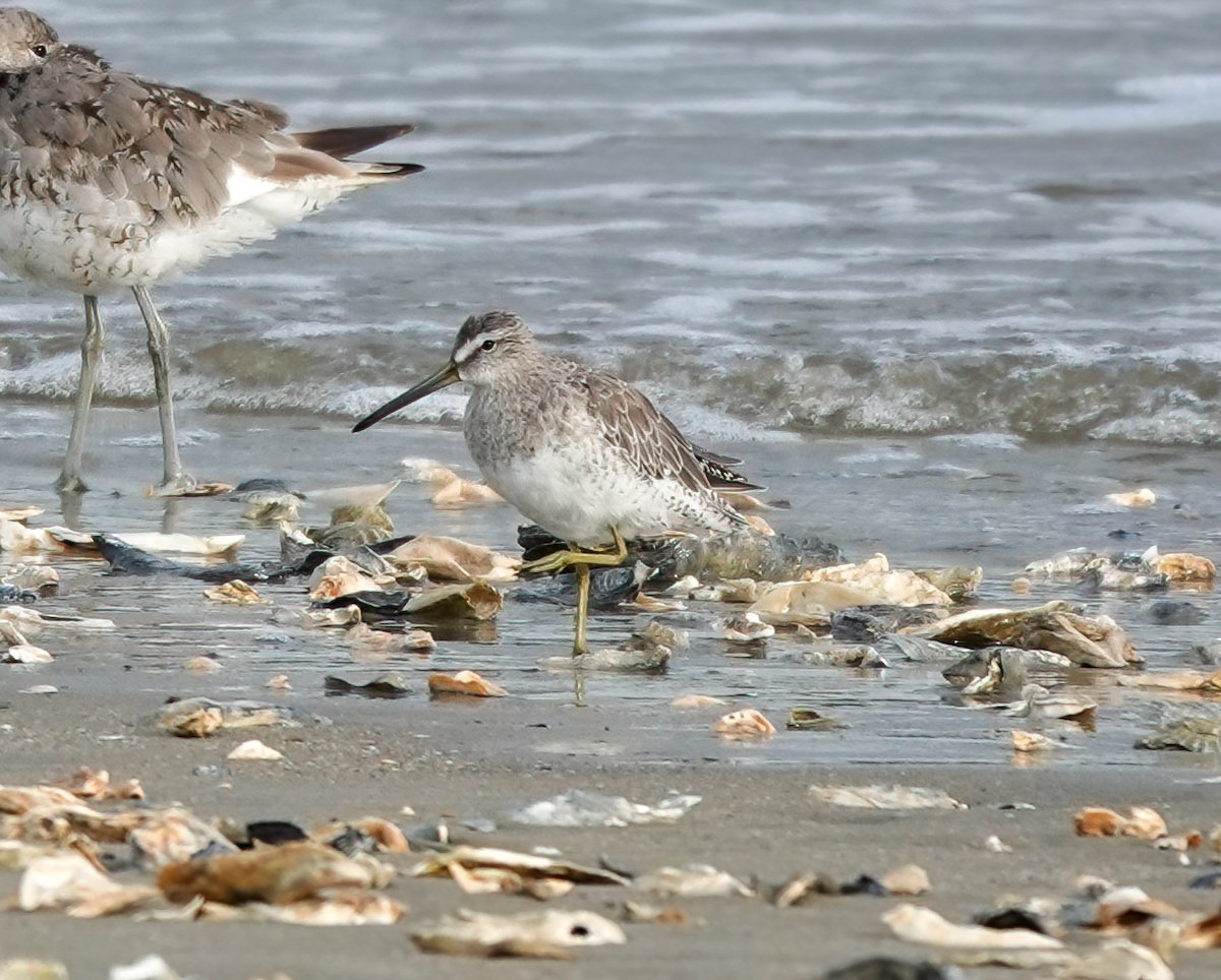 Short-billed Dowitcher - Pam Vercellone-Smith