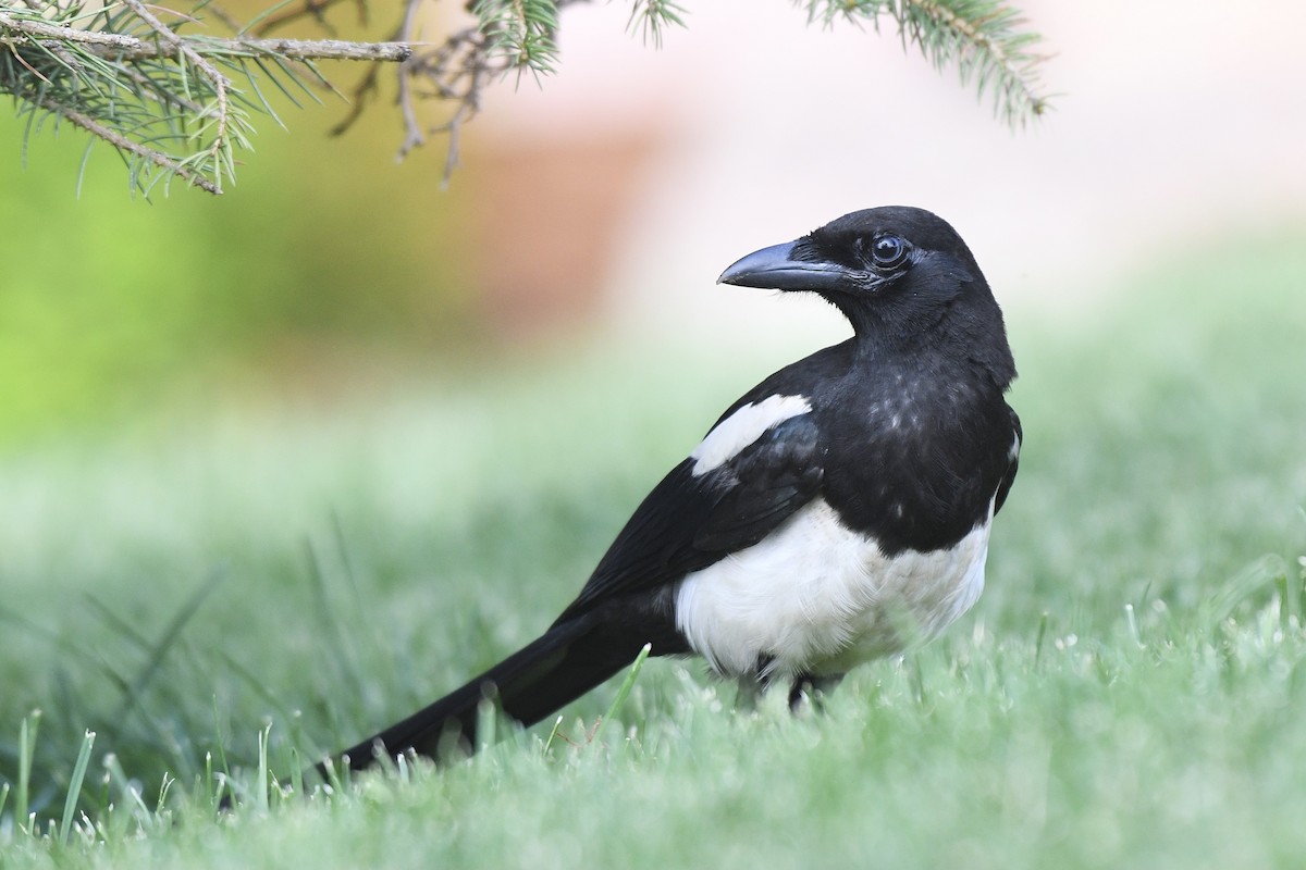 Black-billed Magpie - ML359361971