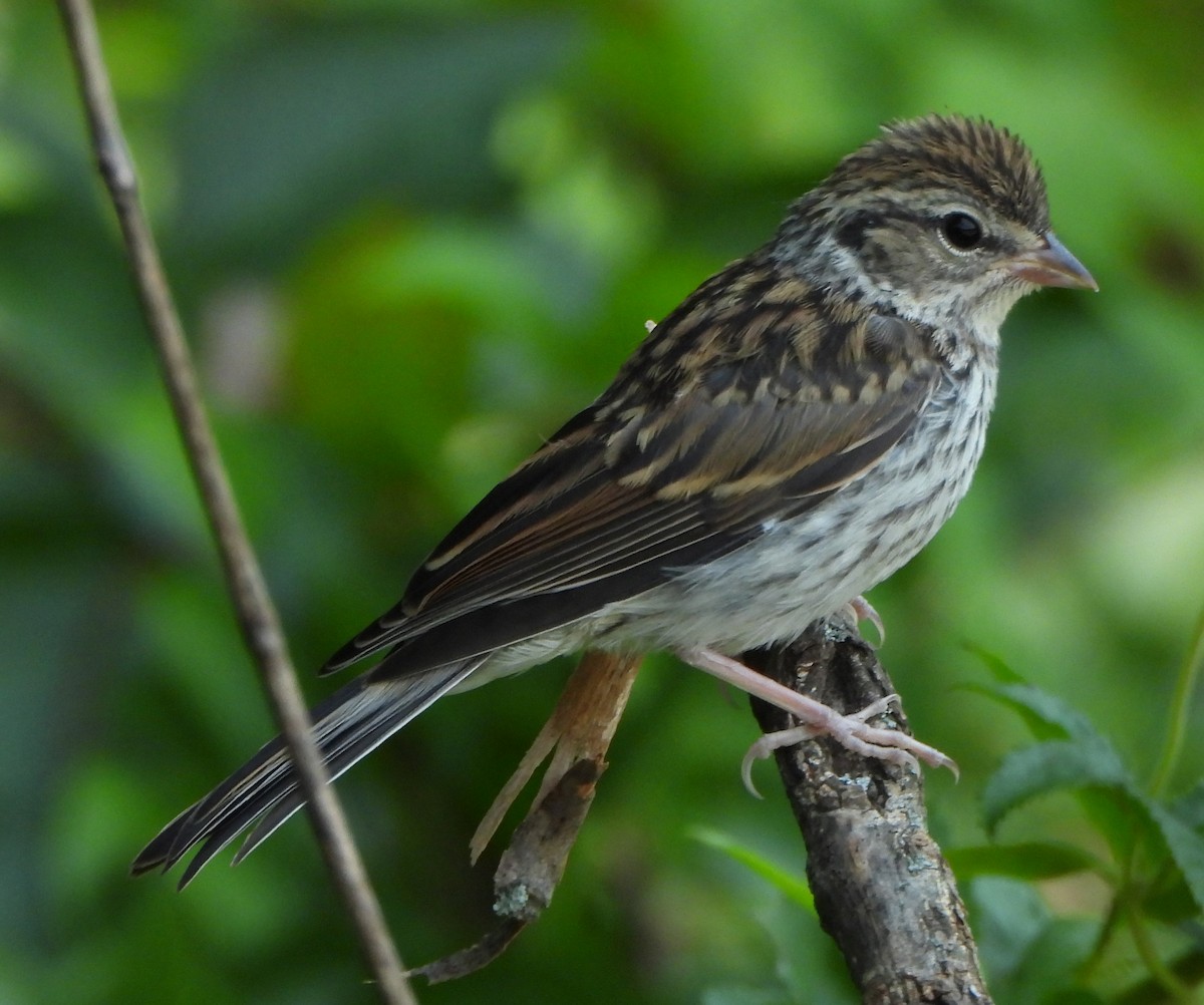 Chipping Sparrow - ML359362231