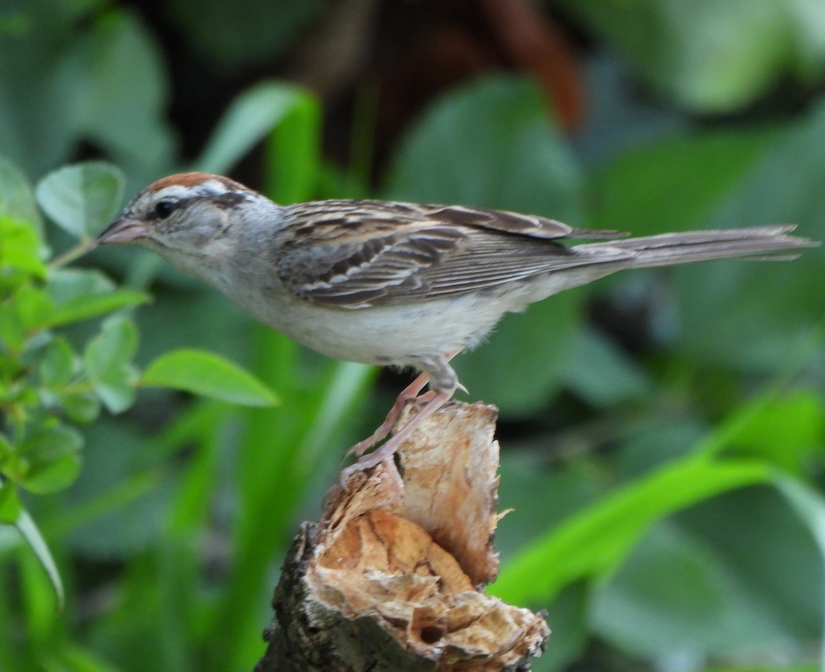 Chipping Sparrow - ML359362251