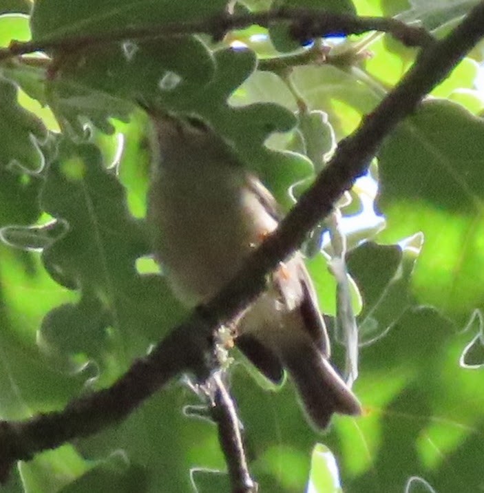 Goldcrest/Common Firecrest - ML359362571