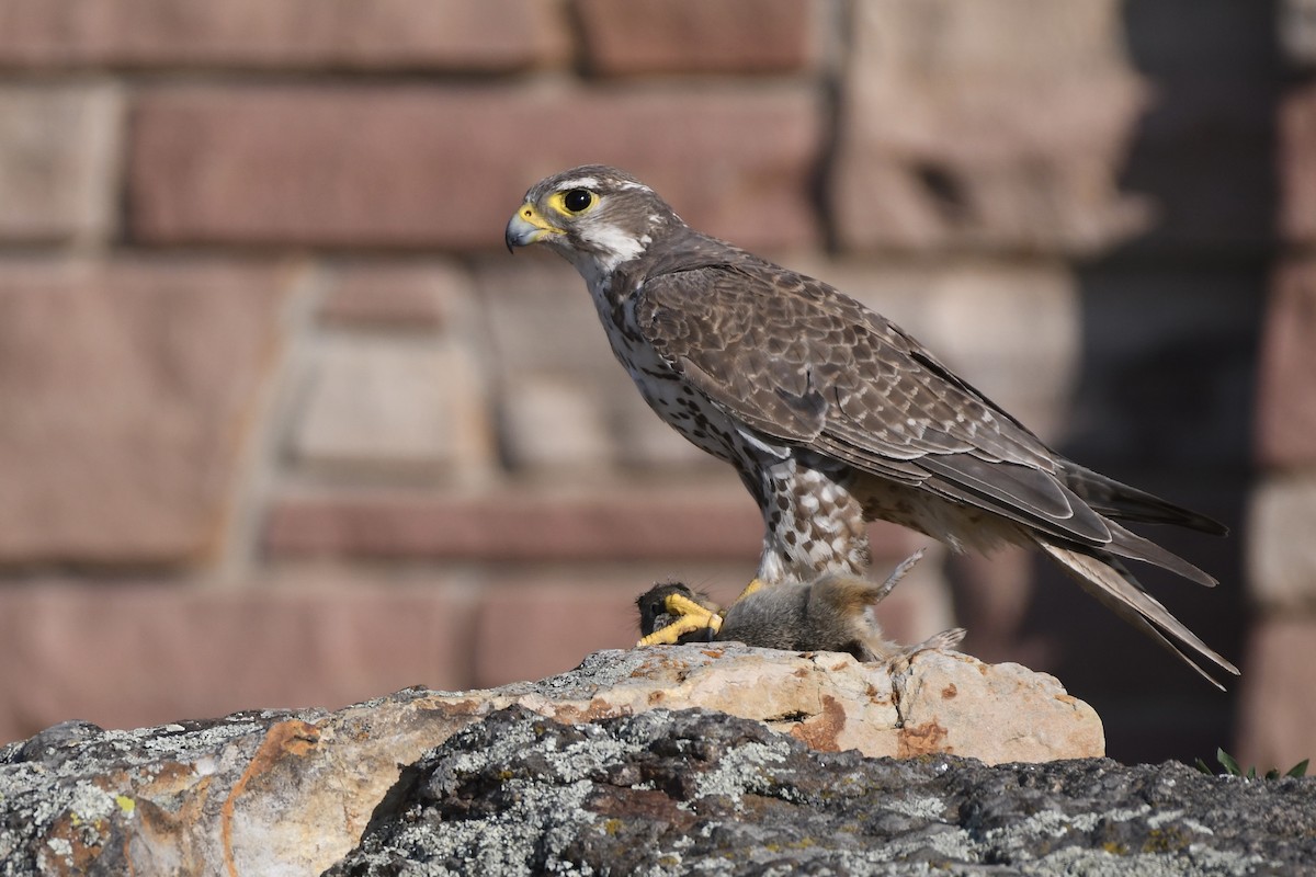 Prairie Falcon - ML359362831