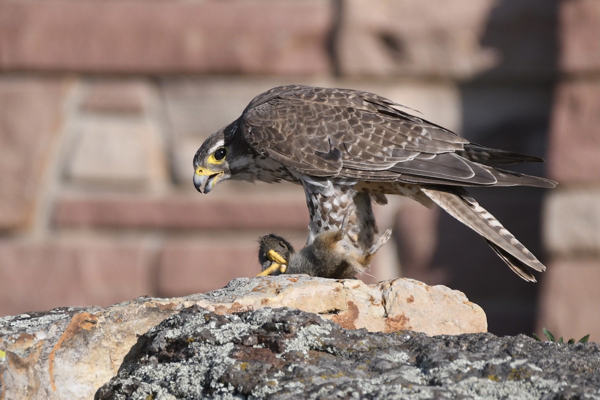 Prairie Falcon - ML359363051