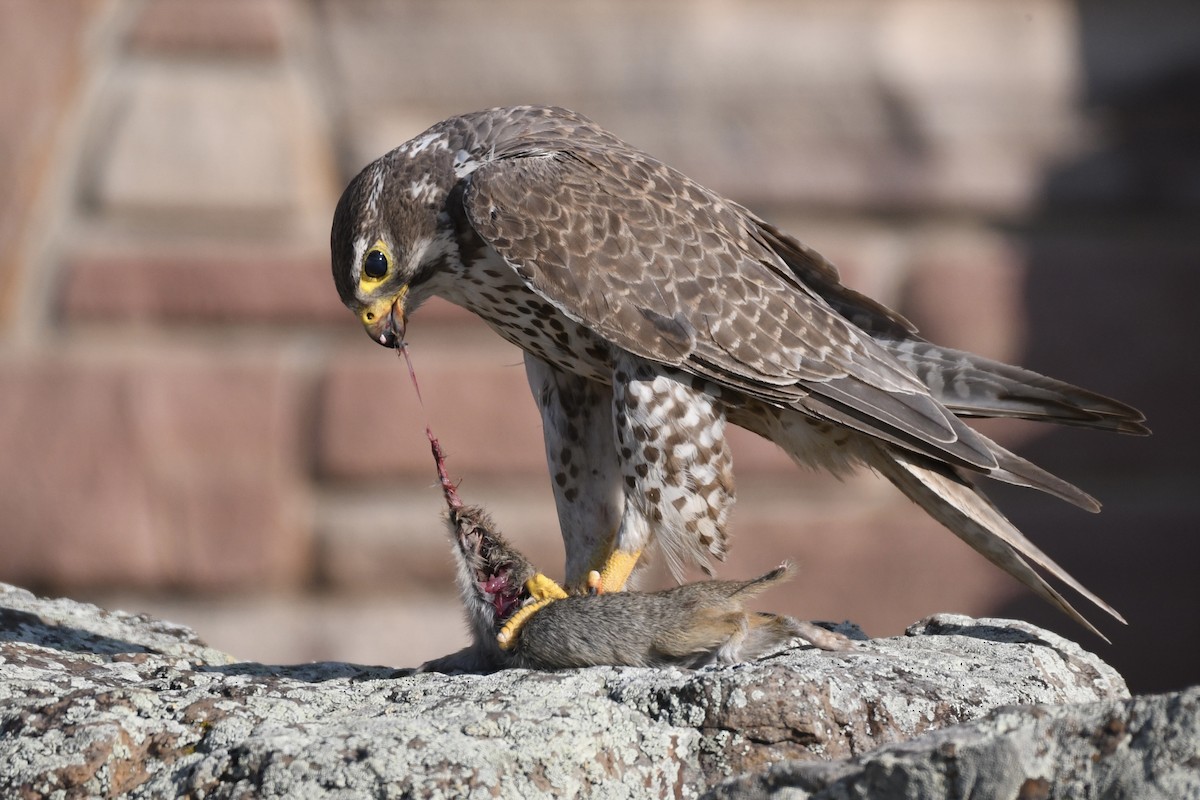 Prairie Falcon - ML359363201