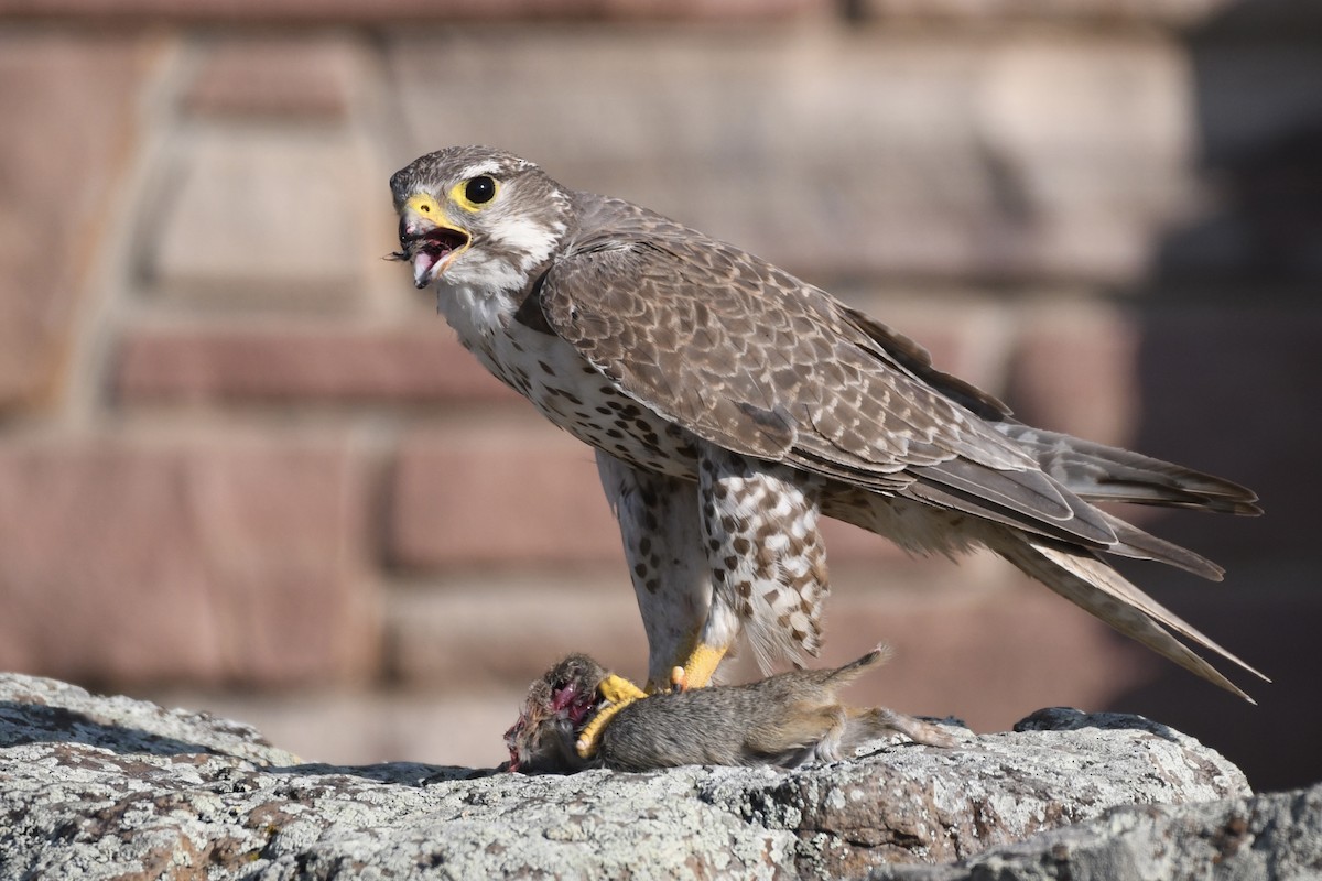 Prairie Falcon - ML359363281