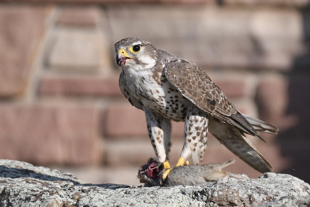 Prairie Falcon - ML359363301