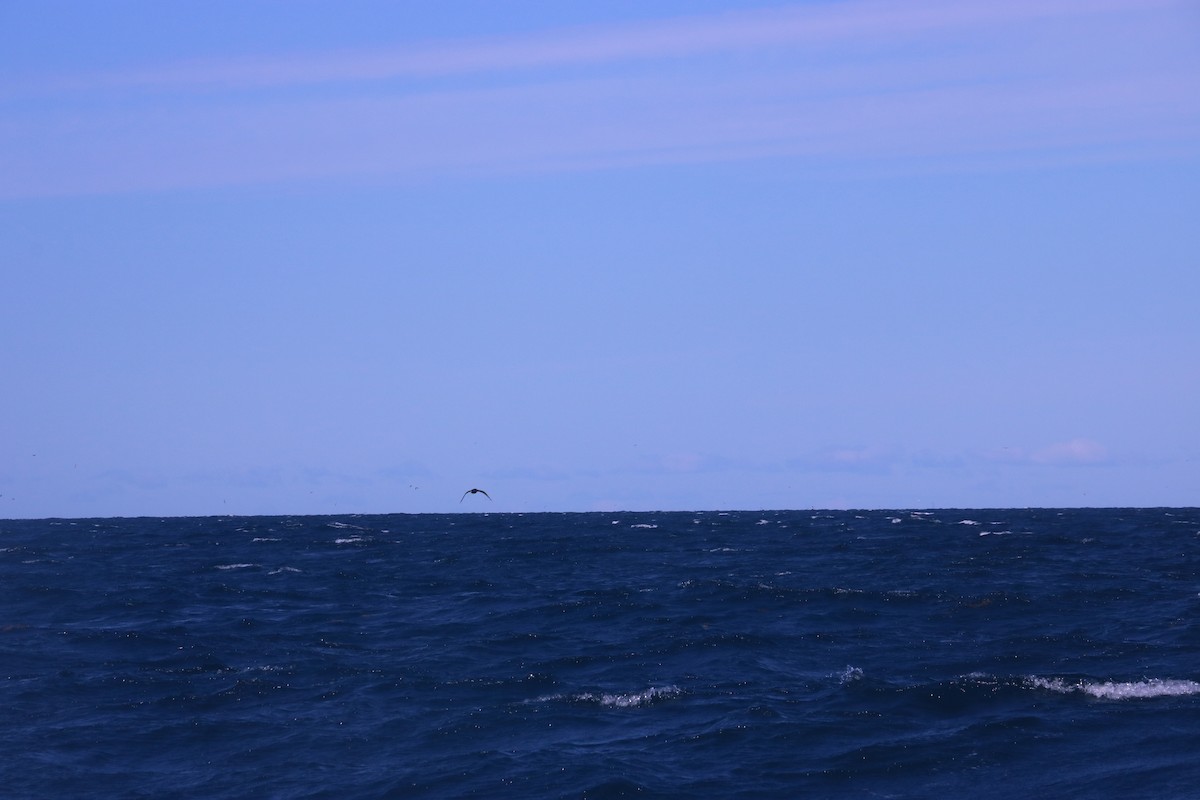 South Polar Skua - John Loch